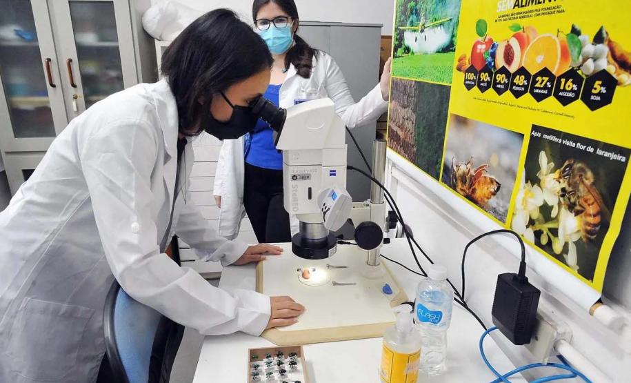 Pesquisadores da UEL monitoram populações e espécies de abelhas na Mata dos Godoy e cafezais