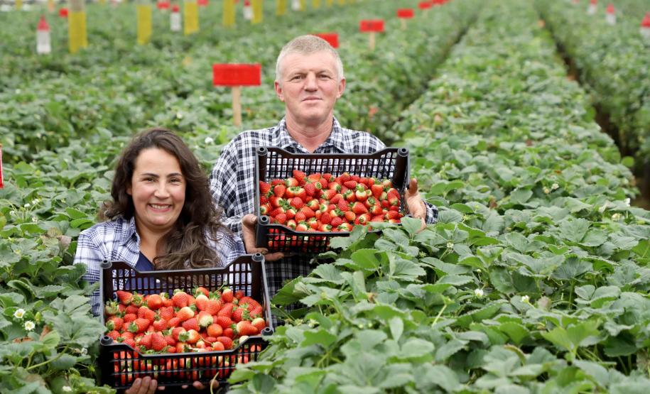 Com foco no aumento da produtividade, Paraná lança Rede Morangos do Brasil