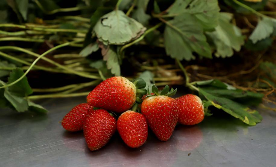 Com foco no aumento da produtividade, Paraná lança Rede Morangos do Brasil