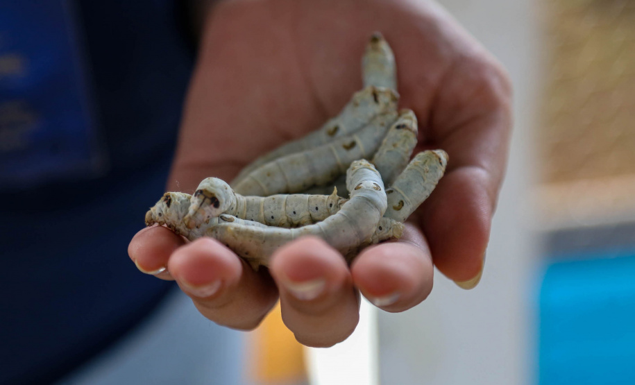 Em alta na ExpoLondrina, ciência e tecnologia desenvolvem o agronegócio do futuro
