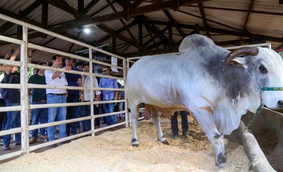 Governador conhece projeto de alimentação do futuro desenvolvido em Londrina