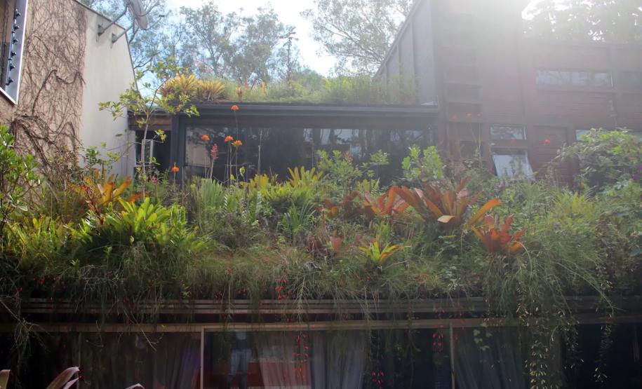 Projeto da UEL investiga potencial das plantas ornamentais da flora brasileira