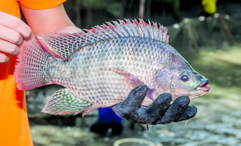 Alunos de pós-graduação da UEL desenvolvem pesquisa sobre tilápias na Noruega