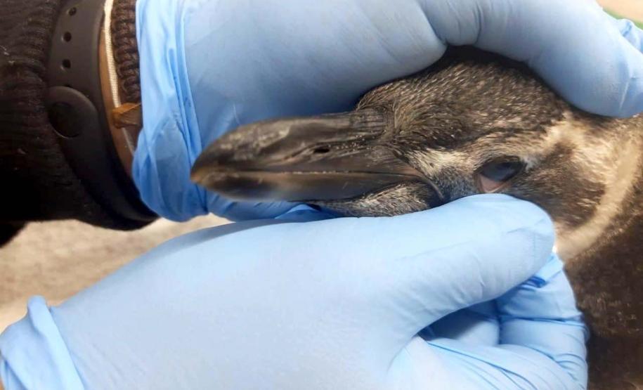 Projeto da UEL monitora e analisa animais encalhados no Litoral