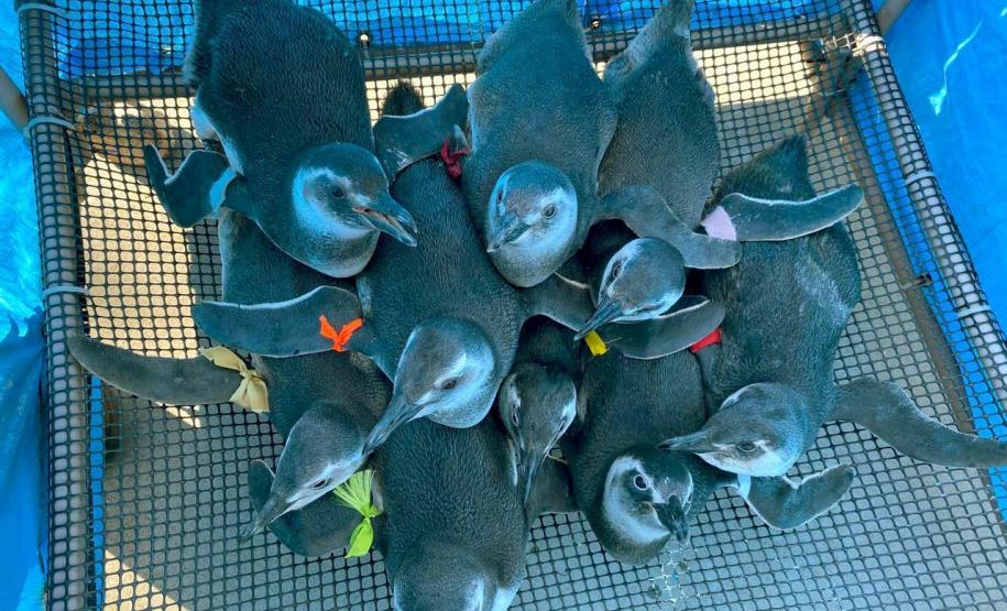 Projeto da UEL monitora e analisa animais encalhados no Litoral