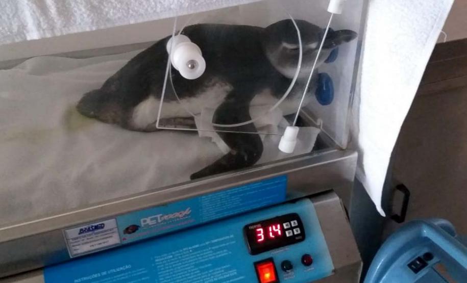 Projeto da UEL monitora e analisa animais encalhados no Litoral