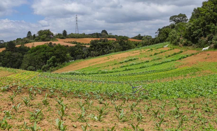Líder nacional em alimentos orgânicos, Paraná investe para ampliar produção e consumo