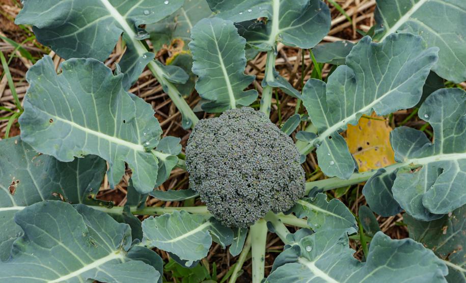 Líder nacional em alimentos orgânicos, Paraná investe para ampliar produção e consumo