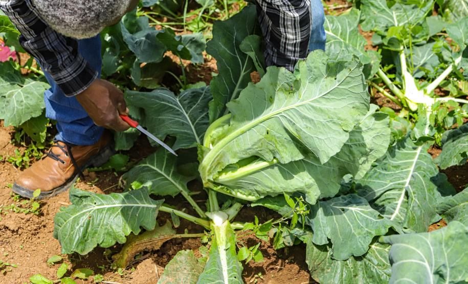 Líder nacional em alimentos orgânicos, Paraná investe para ampliar produção e consumo
