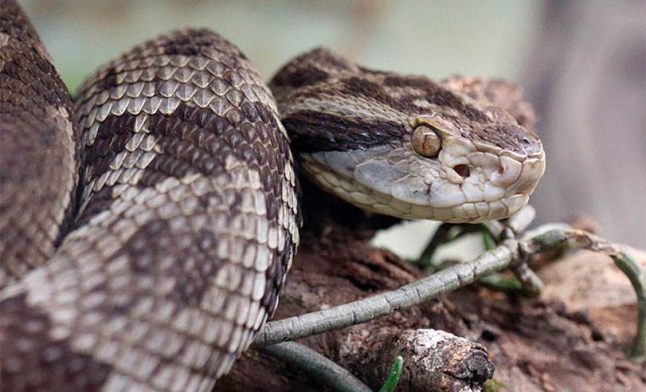 Estudo da UEL relaciona fatores ambientais de risco e acidentes com serpentes no Paraná