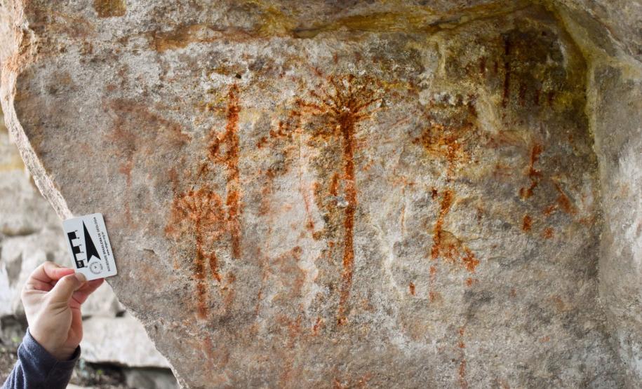 Grupo que reúne professores da UEPG descobre registro rupestre inédito de araucárias no Paraná