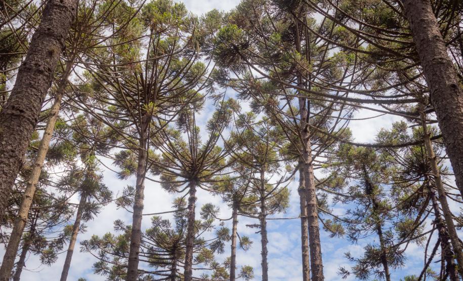 Grupo que reúne professores da UEPG descobre registro rupestre inédito de araucárias no Paraná