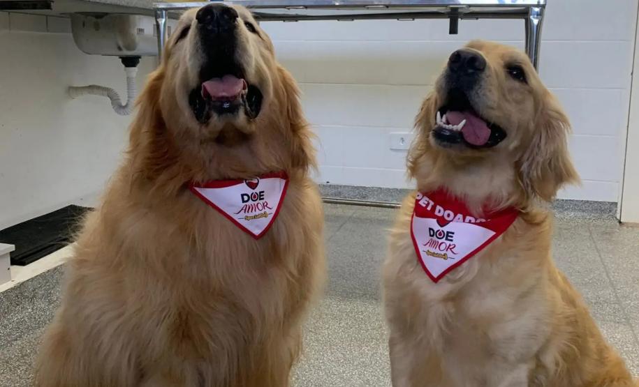Laboratório da UEL busca novos doadores de sangue para transfusão em cães
