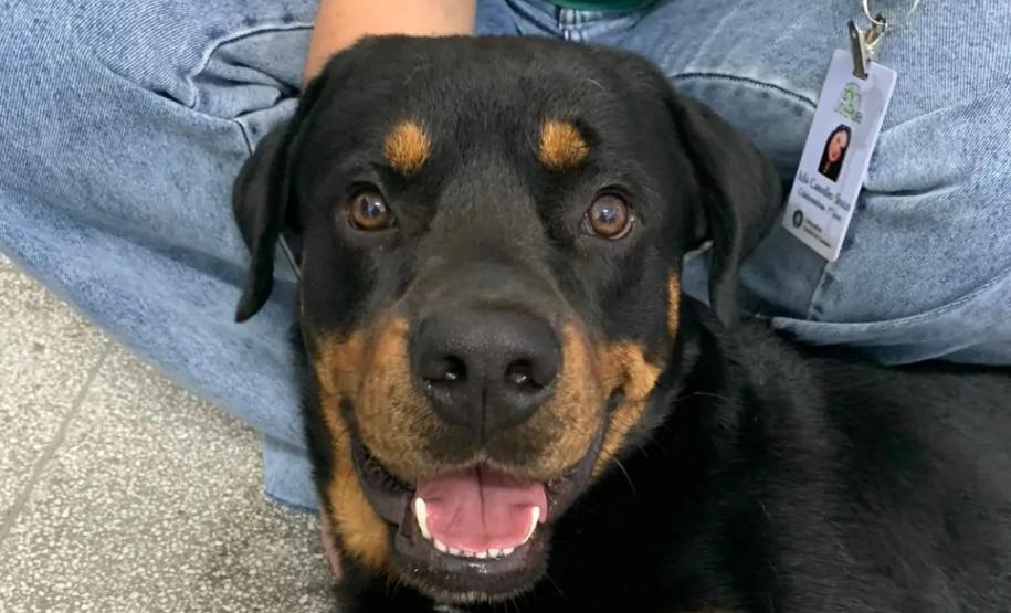 Laboratório da UEL busca novos doadores de sangue para transfusão em cães