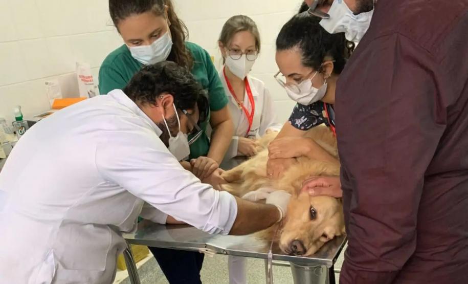 Laboratório da UEL busca novos doadores de sangue para transfusão em cães