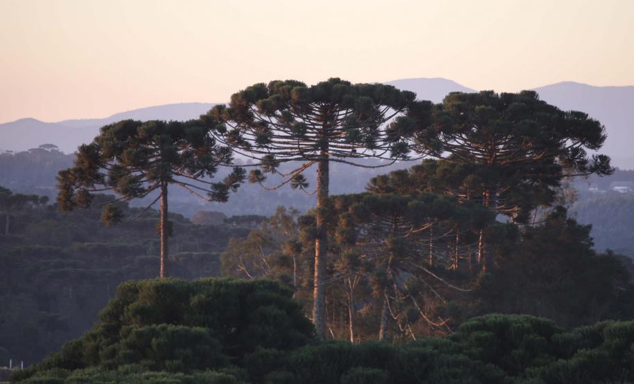 Unicentro fortalece parceria com universidade alemã para estudar manejo florestal