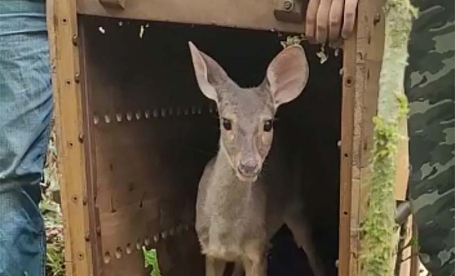 Veado, cachorro-do-mato e pássaros trinca-ferro retornam à natureza com suporte do IAT