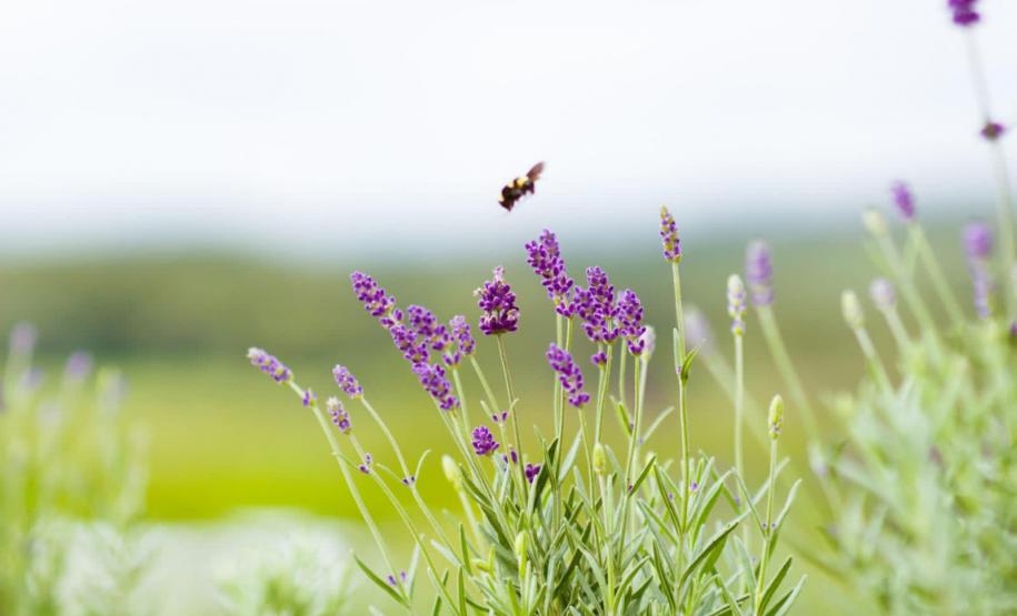 Turismo rural: governador sanciona lei que cria a Rota da Lavanda no Paraná