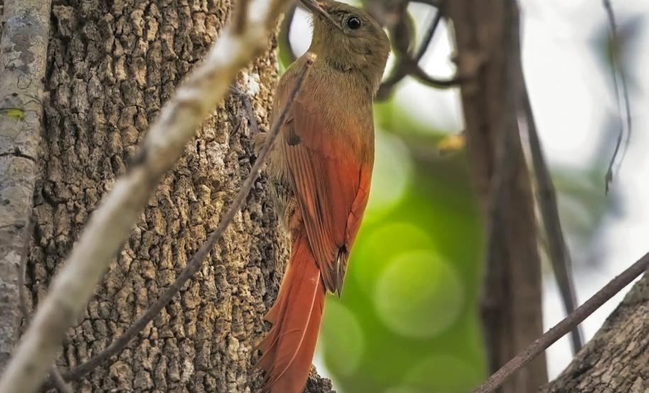 Com registro de 138 espécies, UEL publica estudo sobre pássaros no Parque Nacional do Iguaçu