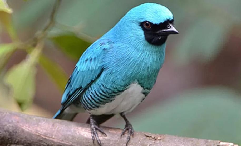 Com registro de 138 espécies, UEL publica estudo sobre pássaros no Parque Nacional do Iguaçu