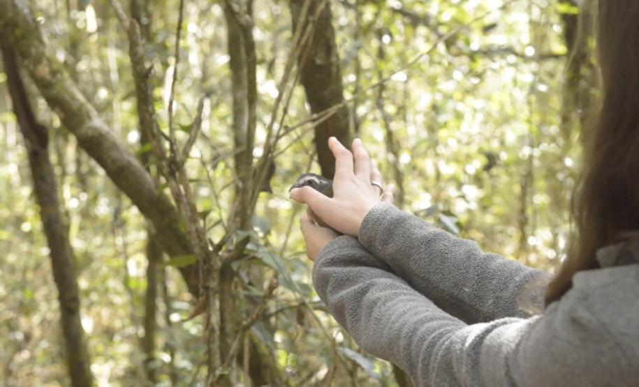 Com reforço na fiscalização, aves silvestres são a classe mais atendida no CAFS de Guarapuava