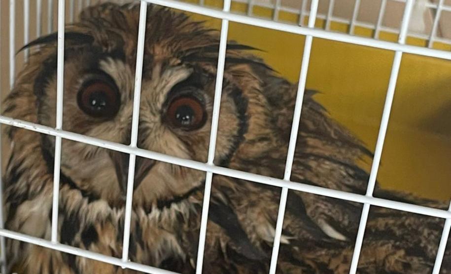 Com reforço na fiscalização, aves silvestres são a classe mais atendida no CAFS de Guarapuava