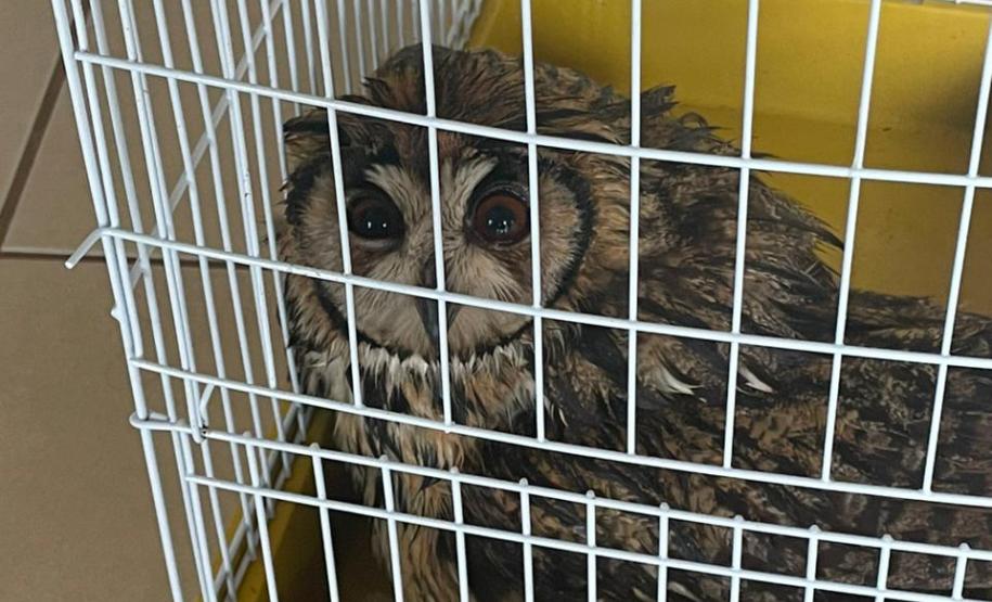 Com reforço na fiscalização, aves silvestres são a classe mais atendida no CAFS de Guarapuava