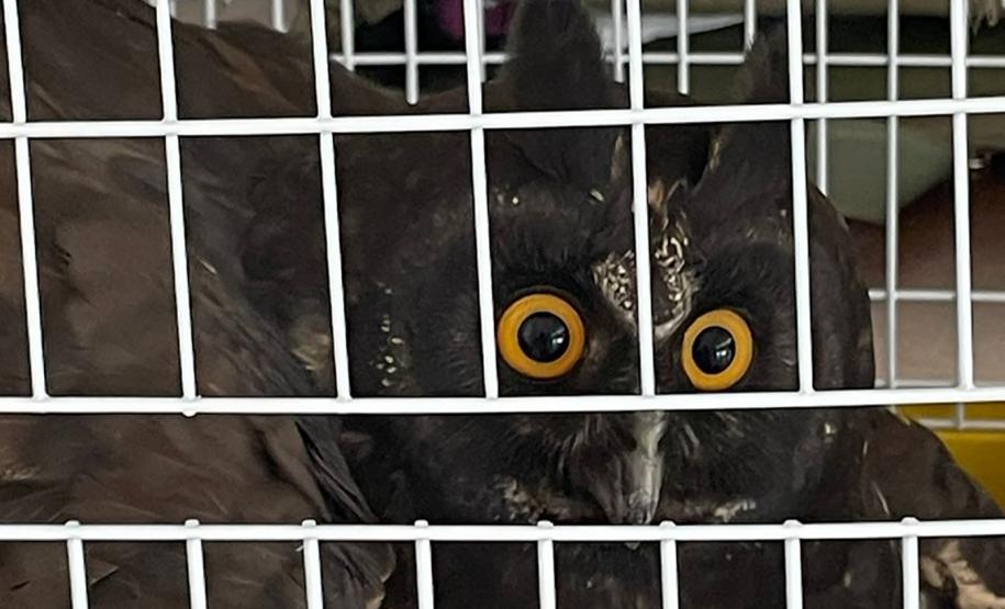 Com reforço na fiscalização, aves silvestres são a classe mais atendida no CAFS de Guarapuava