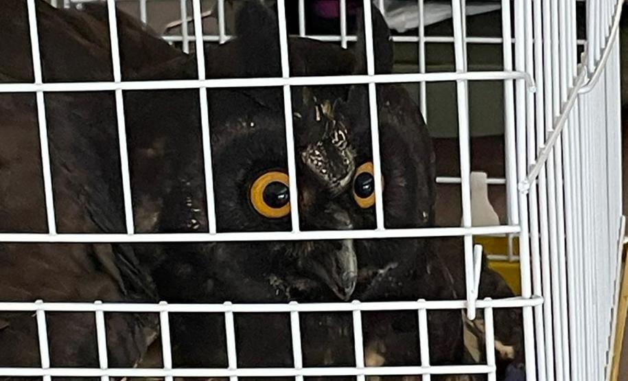 Coruja ferida é resgatada por equipe do IAT e encaminhada para cuidados veterinários