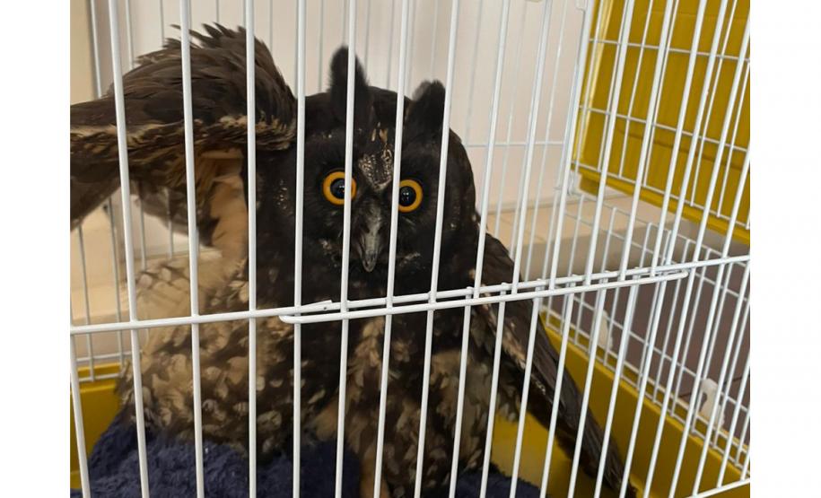 Coruja ferida é resgatada por equipe do IAT e encaminhada para cuidados veterinários