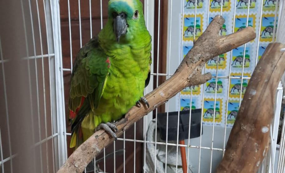 Com reforço na fiscalização, aves silvestres são a classe mais atendida no CAFS de Guarapuava