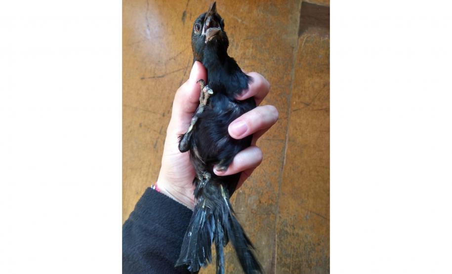 Com reforço na fiscalização, aves silvestres são a classe mais atendida no CAFS de Guarapuava