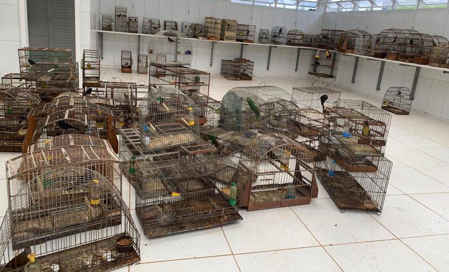 Com reforço na fiscalização, aves silvestres são a classe mais atendida no CAFS de Guarapuava