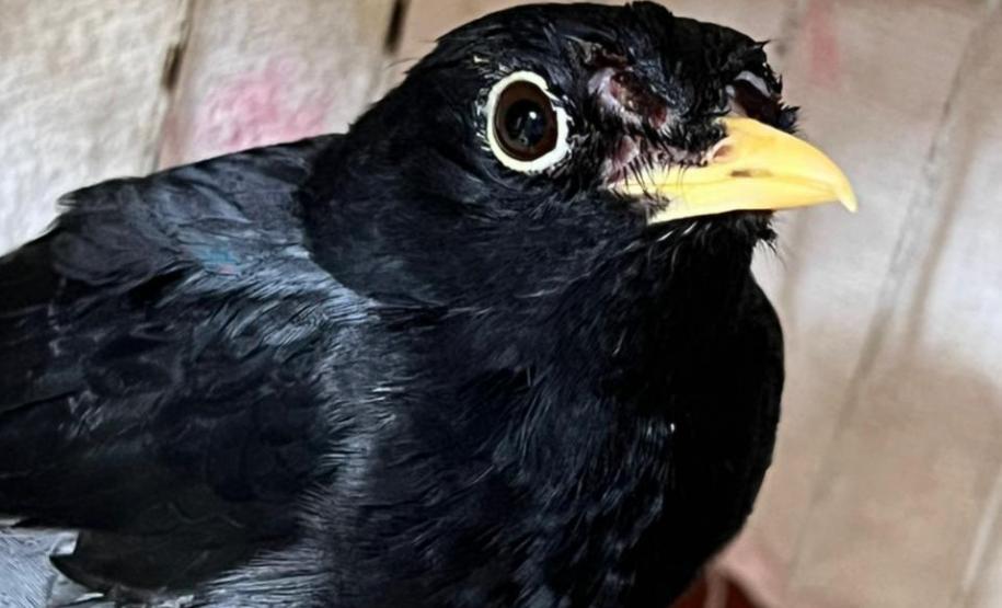 Com reforço na fiscalização, aves silvestres são a classe mais atendida no CAFS de Guarapuava