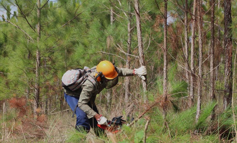 Com apoio de voluntários, IAT continua supressão de árvore invasora no Parque de Vila Velha