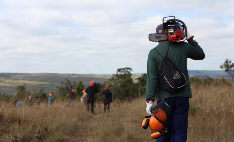 Com apoio de voluntários, IAT continua supressão de árvore invasora no Parque de Vila Velha