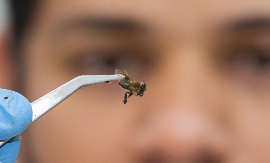 Com apoio do Tecpar, Estado reforça ações para combater mortandade de abelhas