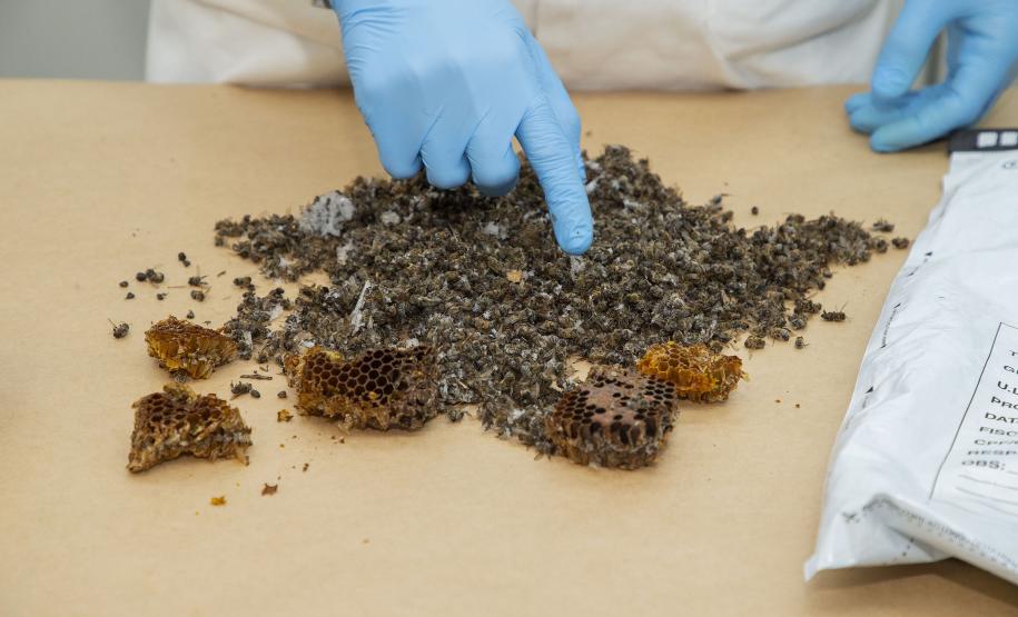 Com apoio do Tecpar, Estado reforça ações para combater mortandade de abelhas