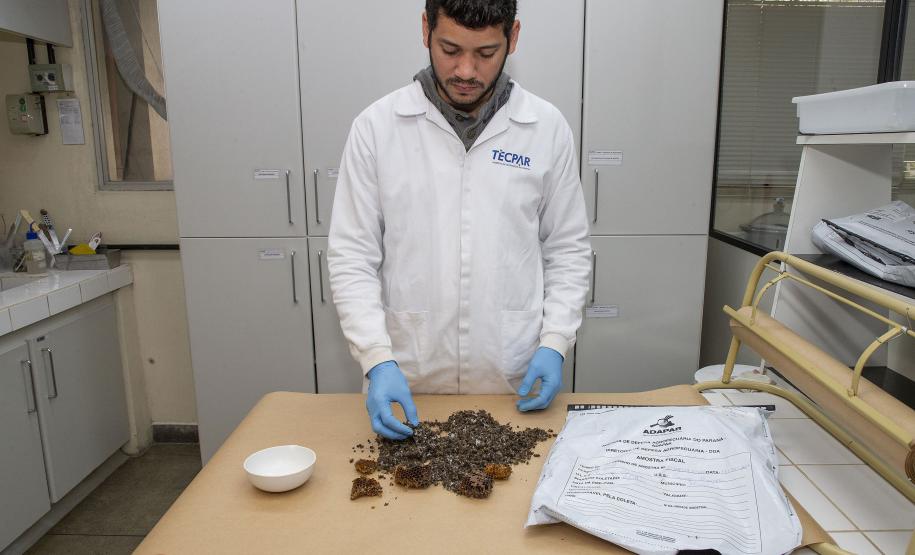 Com apoio do Tecpar, Estado reforça ações para combater mortandade de abelhas