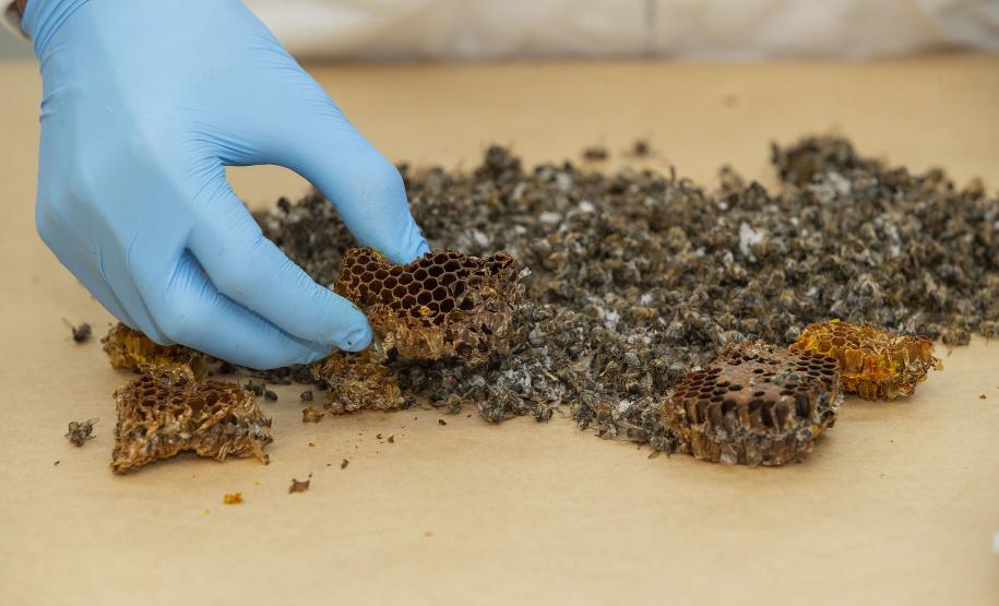 Com apoio do Tecpar, Estado reforça ações para combater mortandade de abelhas