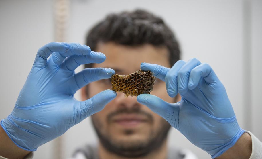 Com apoio do Tecpar, Estado reforça ações para combater mortandade de abelhas