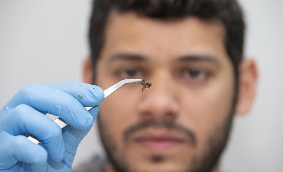 Com apoio do Tecpar, Estado reforça ações para combater mortandade de abelhas