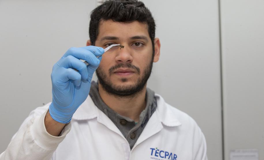 Com apoio do Tecpar, Estado reforça ações para combater mortandade de abelhas