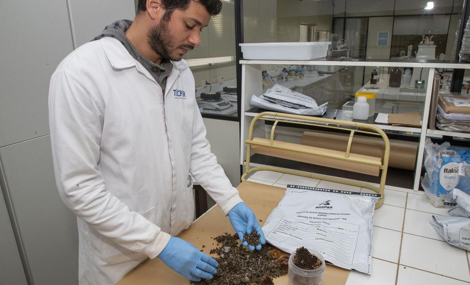 Com apoio do Tecpar, Estado reforça ações para combater mortandade de abelhas