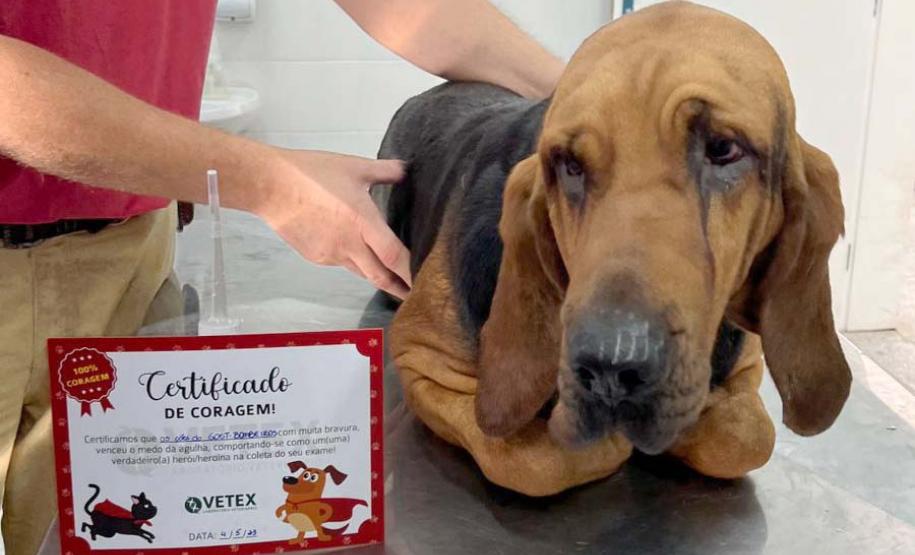 Ação do Corpo de Bombeiros incentiva doação de sangue canino para salvar vidas