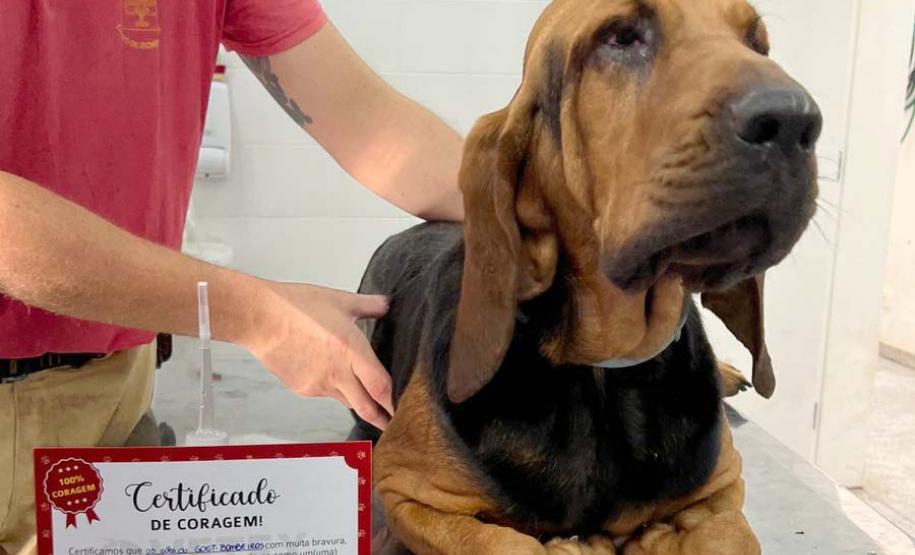 Ação do Corpo de Bombeiros incentiva doação de sangue canino para salvar vidas