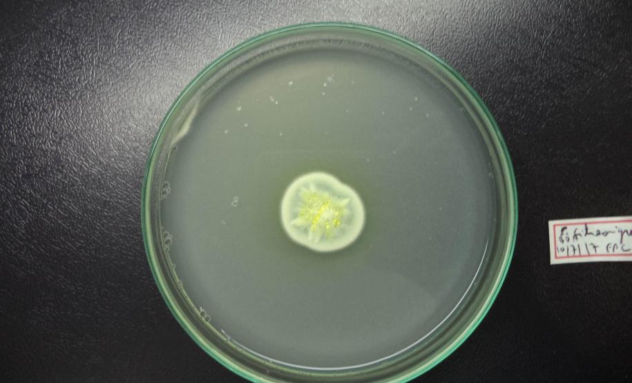 Revista científica do Tecpar amplia visibilidade de pesquisadores paranaenses