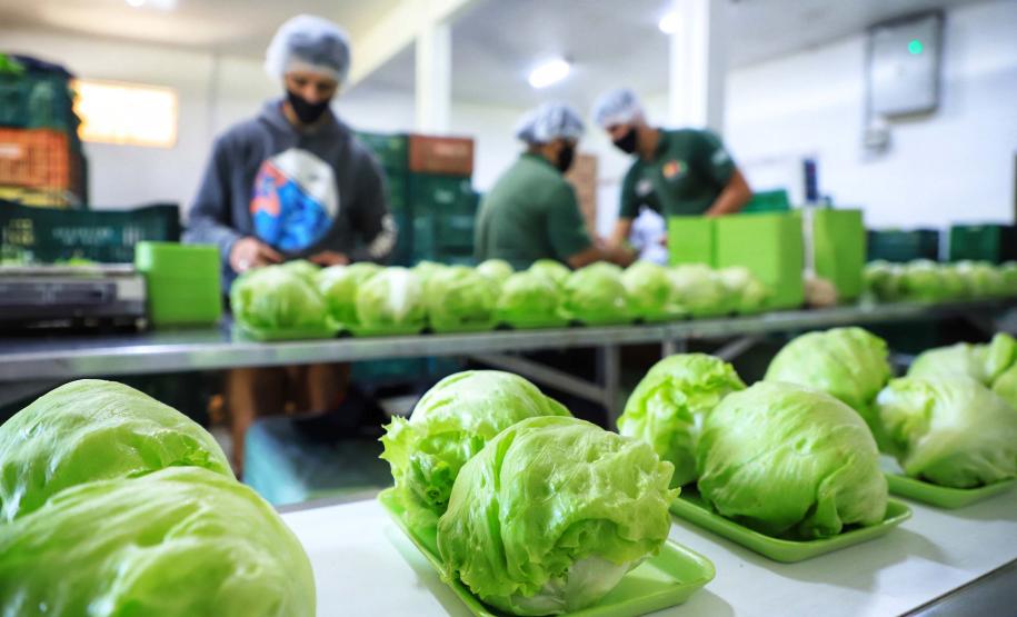 Governo libera R$ 7,9 milhões para fortalecer produção orgânica no Paraná