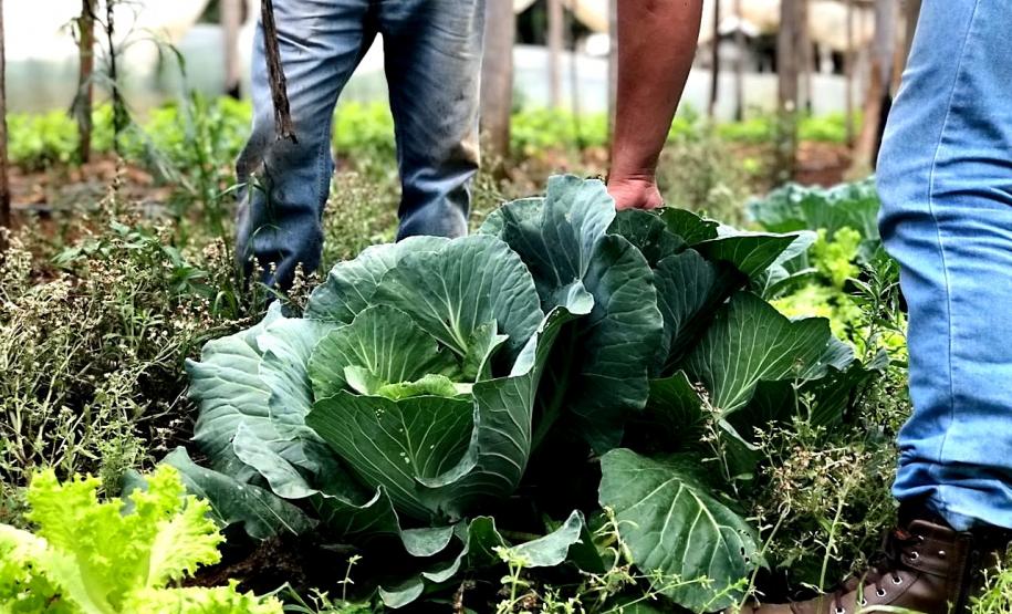 Governo libera R$ 7,9 milhões para fortalecer produção orgânica no Paraná
