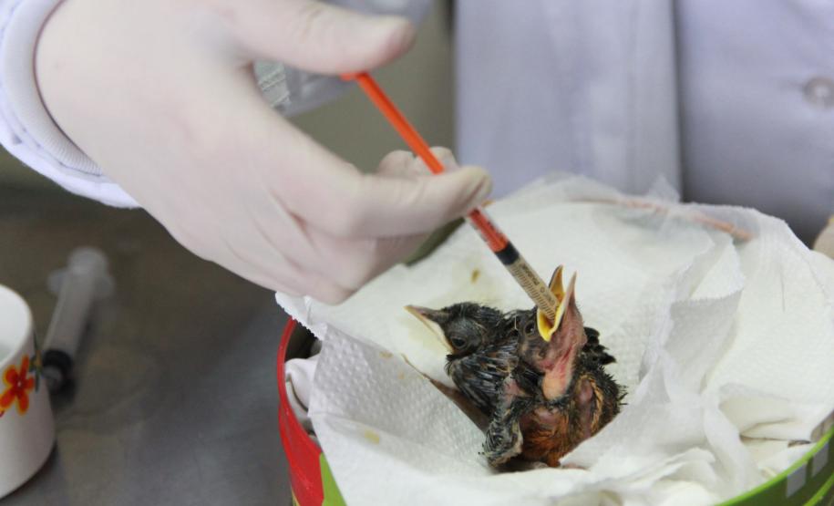 IAT e Unicentro renovam convênio para atendimento à fauna silvestre em Guarapuava